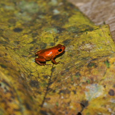 New Poisonous Frog Has Dart Dippers Drooling