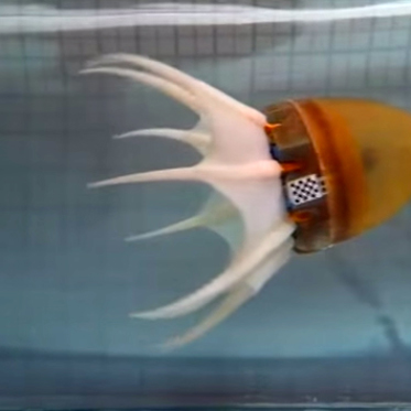 New Robotic Octopus Swims Fast and Fools Fish