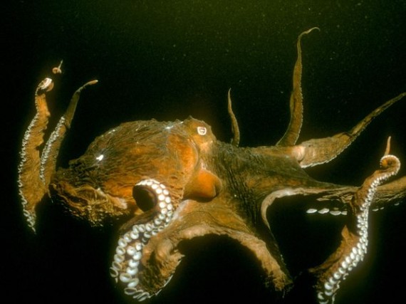 pacific octopus 655 600x450 570x427