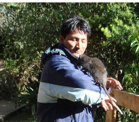 Extinct Giant Rat Returns To Machu Picchu