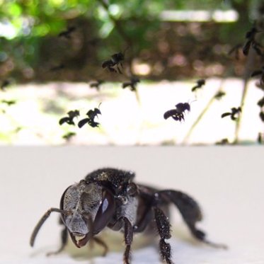 The Buzz on Big Bloody Bee Vs. Bee Battles