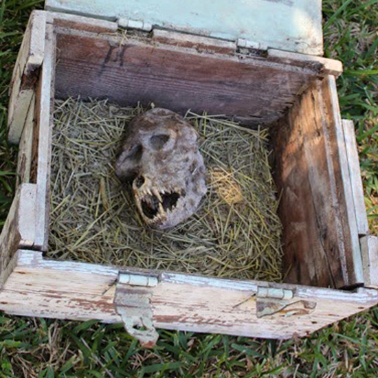 Farmer Claims Skull Found in Chained Box is From a Werewolf