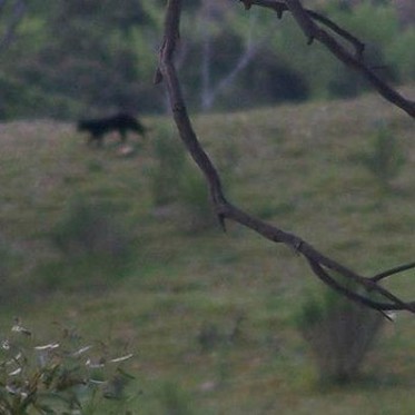 Alien Big Cat May Be Lurking Again in Australia