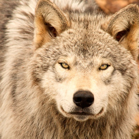 Werewolves: Not Transformed Humans