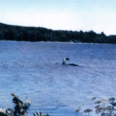 Lake Champlain’s Sea Monster Makes a Sound