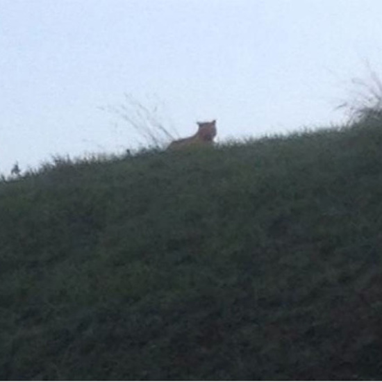 Not a Tiger But French Big Cat Still Loose and Unidentified
