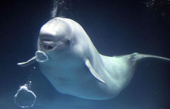 beluga whale bubble 570x367