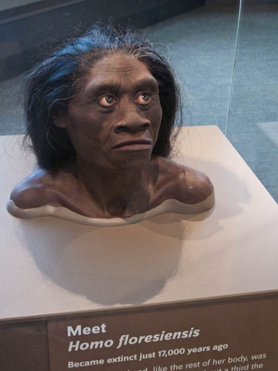 homo floresiensis 570x760