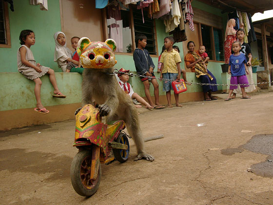Indonesia Performing Monkeys