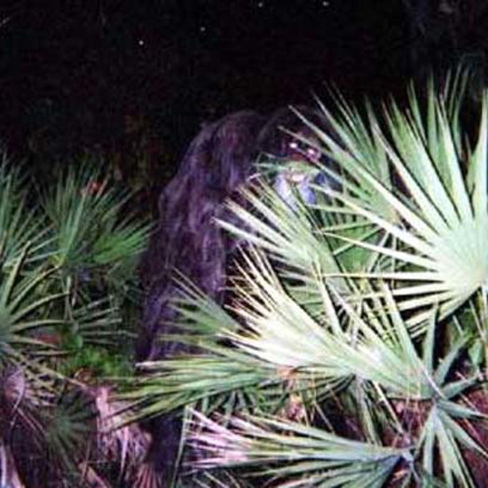 New Skunk Ape Sighting Reported in Florida