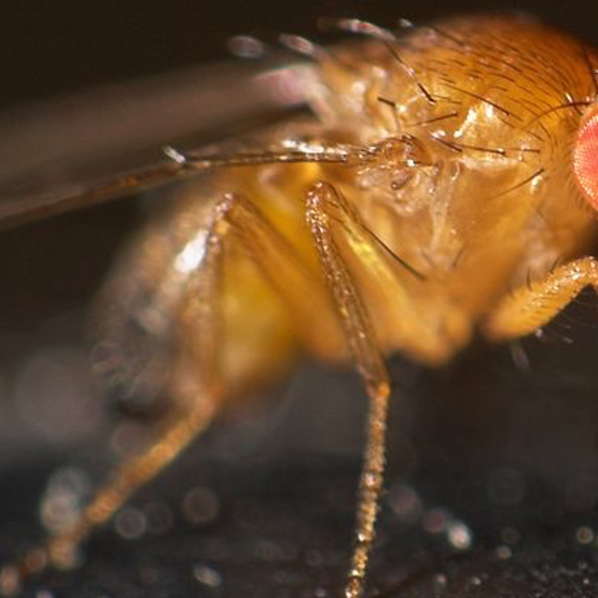 The Unlikely Genius of Fruit Flies