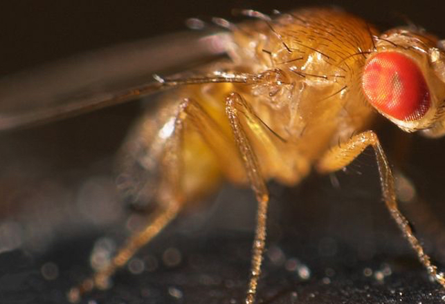 The Unlikely Genius of Fruit Flies