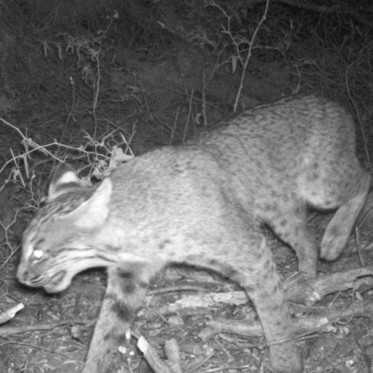 Mysterious Big Cat of Jekyll Island Back After 100 Years