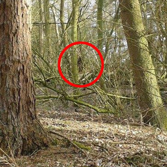 Bigfoot Photographed and Recorded in Britain