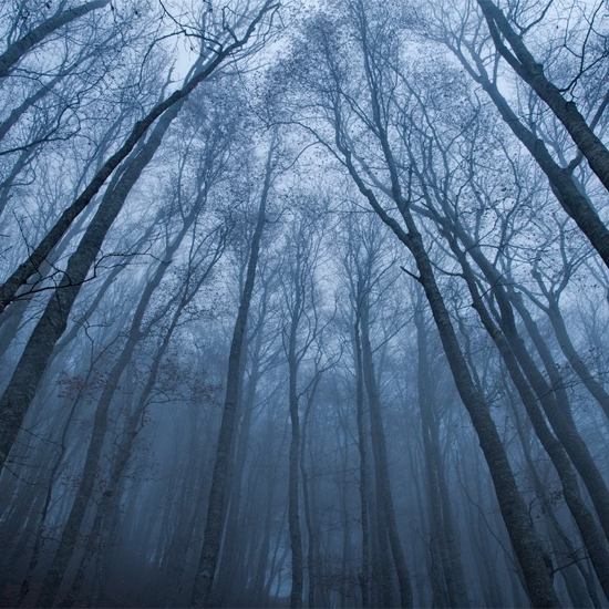 The Cursed Forest of Transylvania