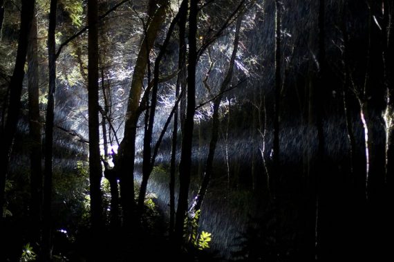 Enchanted-forest-or-UFO-in-the-woods-of-Scotland
