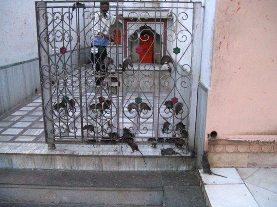 Gates crawling with rats at rat temple Karni Mata 570x427