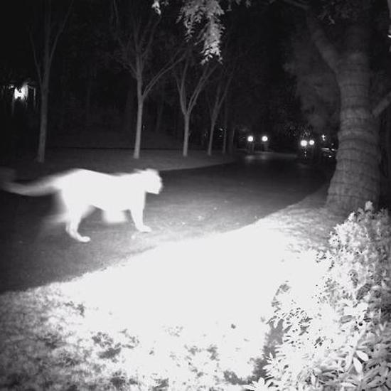Big Cats Spotted in LA, East Texas and Eudlo