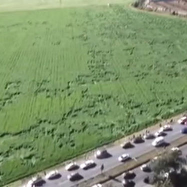 Still No Explanation For Mexico’s Irregular Crop Circles