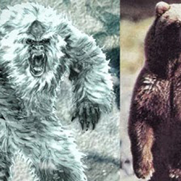 New Analysis Shows Yeti is Not a Hybrid Polar Bear