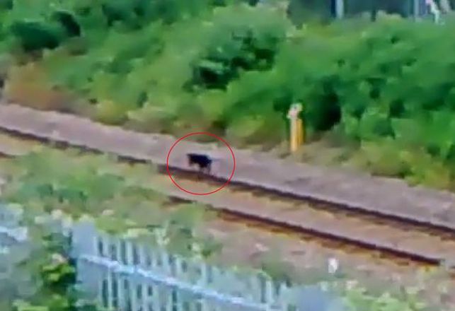 Cows Can Relax as the Beast of Bodmin Moor is Identified
