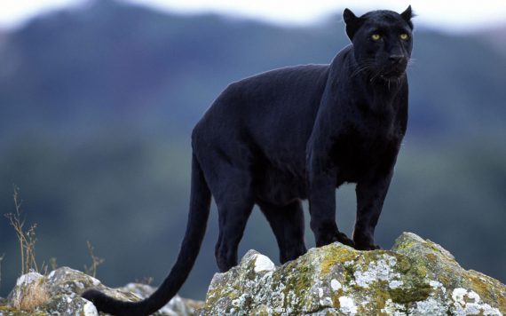 black panther 570x356