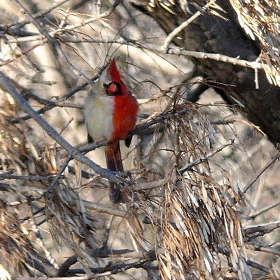 Half-Male, Half-Female Cardinal and Other Gynandromorphs