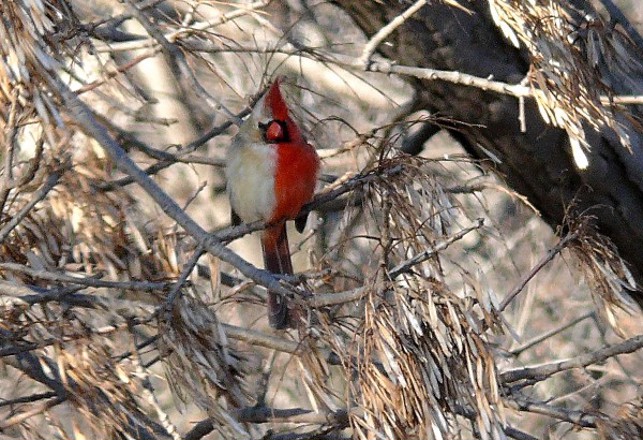 Half-Male, Half-Female Cardinal and Other Gynandromorphs