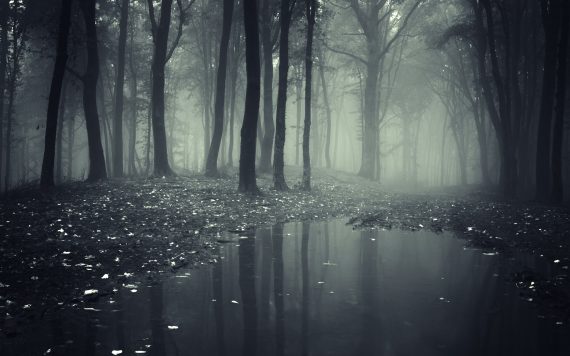 creepy-dark-forest-wide