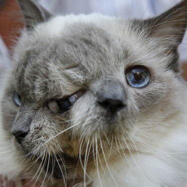 World’s Oldest Janus Cat Led a Long Double Life