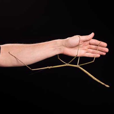 The Foot-Long Stick Insects of Vietnam