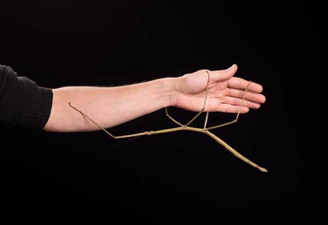 The Foot-Long Stick Insects of Vietnam