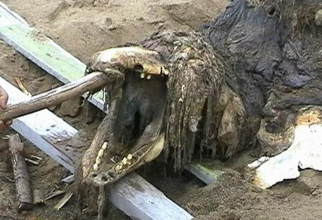 Russian Sea Monster Possibly Identified After Eight Years