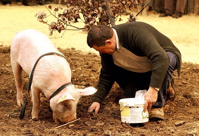 Pigs and People May Get Stoned on Black Truffles