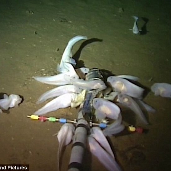 World’s Deepest Fish Deals With a Lot of Pressure