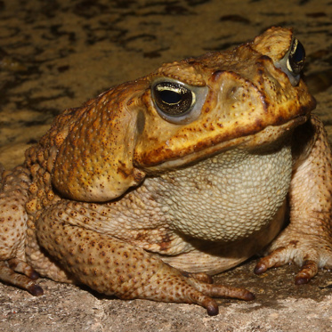 Early Mesoamericans Got High on Toads and Enemas