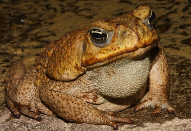 Early Mesoamericans Got High on Toads and Enemas
