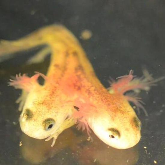 Two-Headed Baby Salamander Not Better Than One