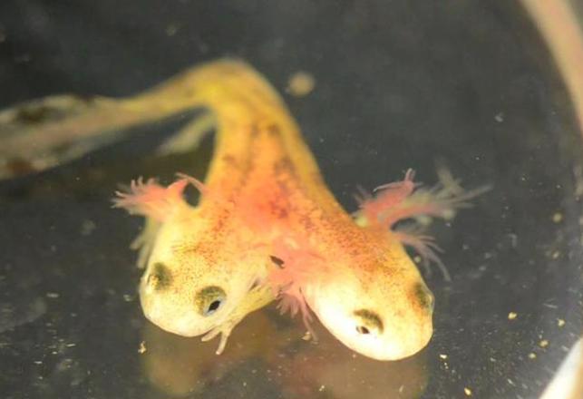 Two-Headed Baby Salamander Not Better Than One