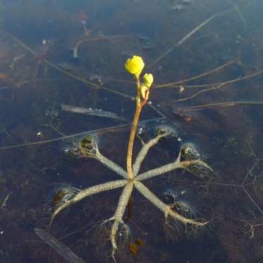 Carnivorous Plants Are Going Vegetarian