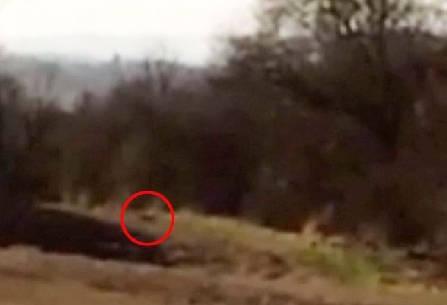 Scottish Alien Big Cat Being Called the Beast of Ormiston