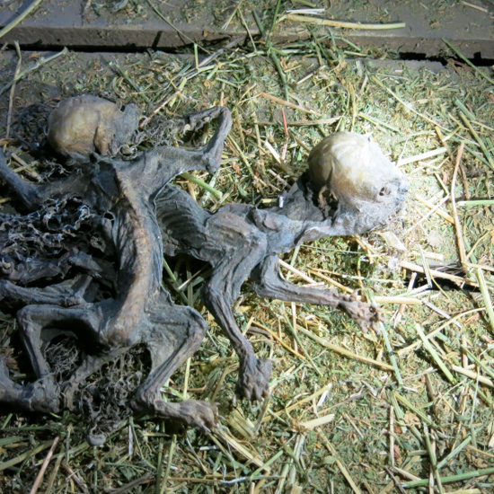 Remains of Possible Chupacabras Found by Chilean Goat Farmer