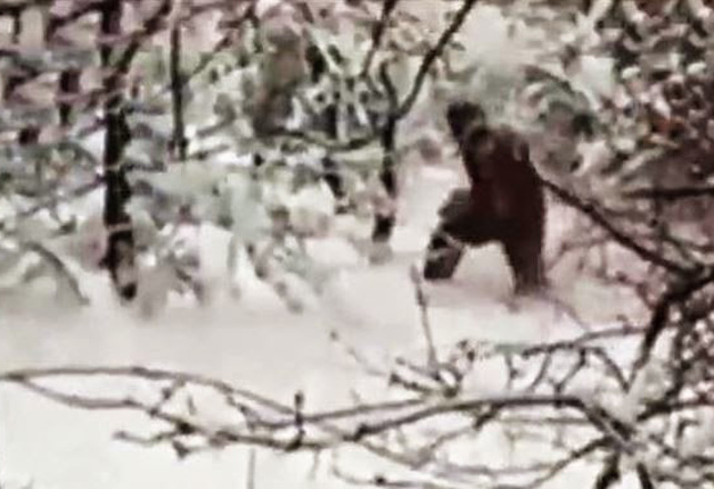 Russians Bag Better Bigfoot Footage