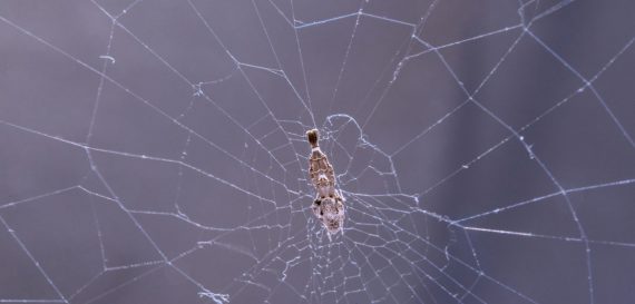 Uloborus spider in its web 570x273