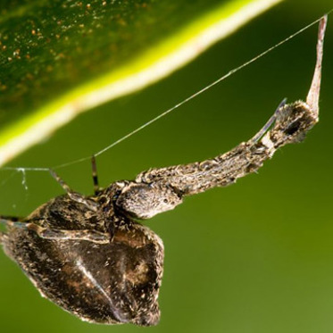 Spider Spins Super-Strong Strands in a Shocking Way