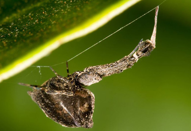 Spider Spins Super-Strong Strands in a Shocking Way