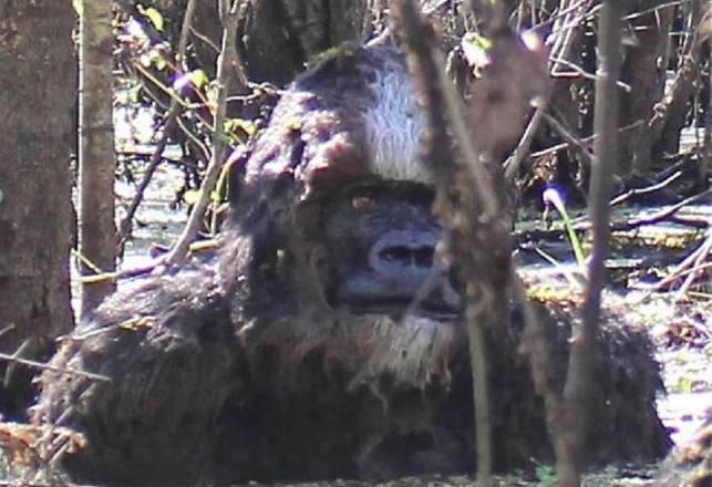 For Those Wishing For a Clearer Photograph of Bigfoot