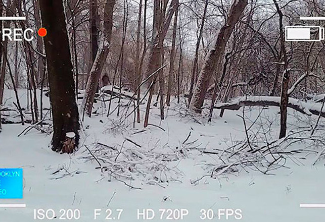 Bigfoot in Brooklyn, Skunk Ape in Florida, Yeti in Boston