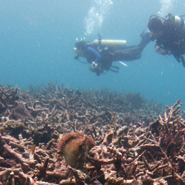 Lost Underwater Forest of Doggerland Found by Diver