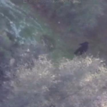 Real Estate Drone Spots Bigfoot, Raises Property Value